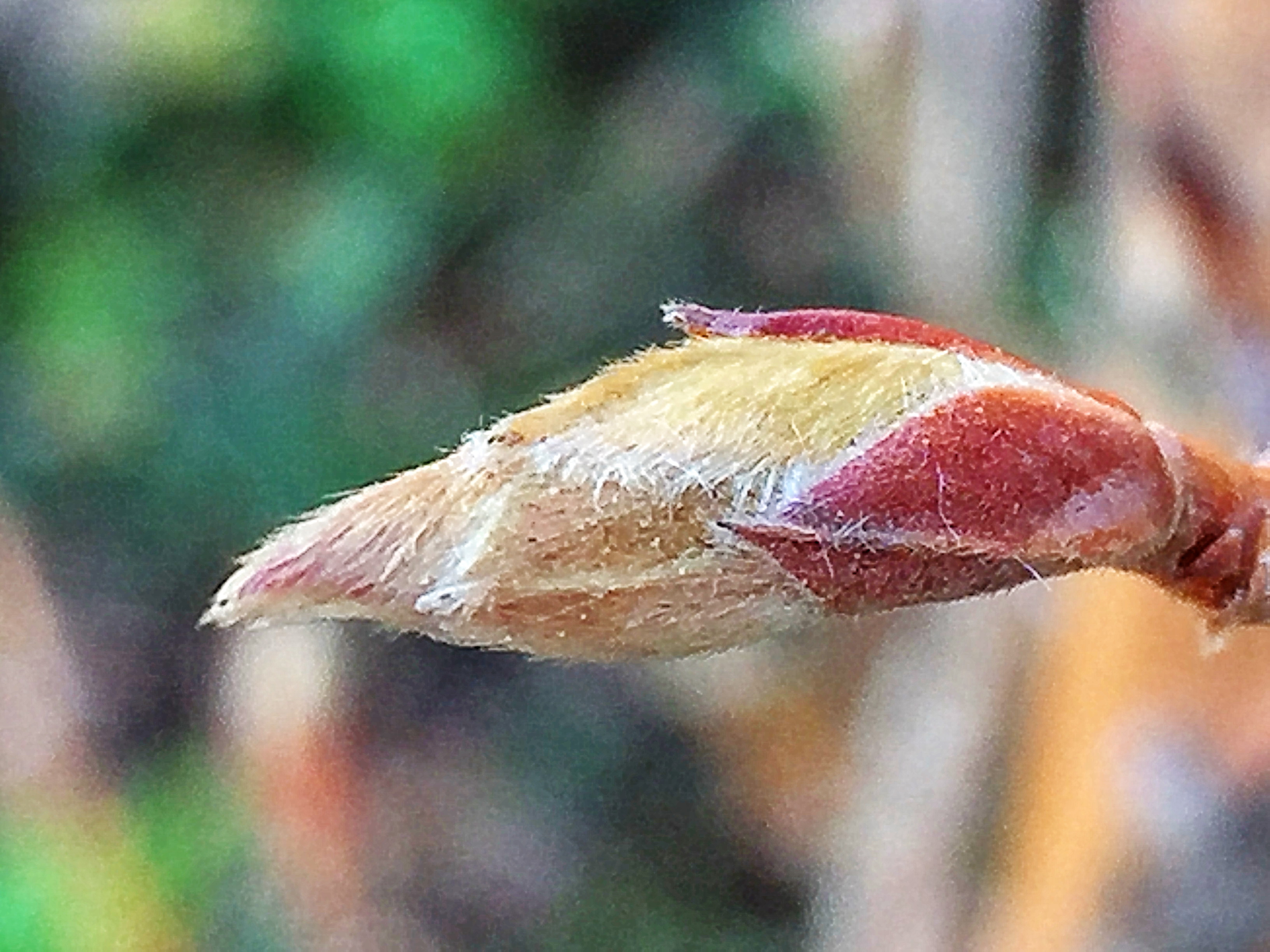 花芽が膨らんで春近し サクランボや 奥行き１ｍの果樹園