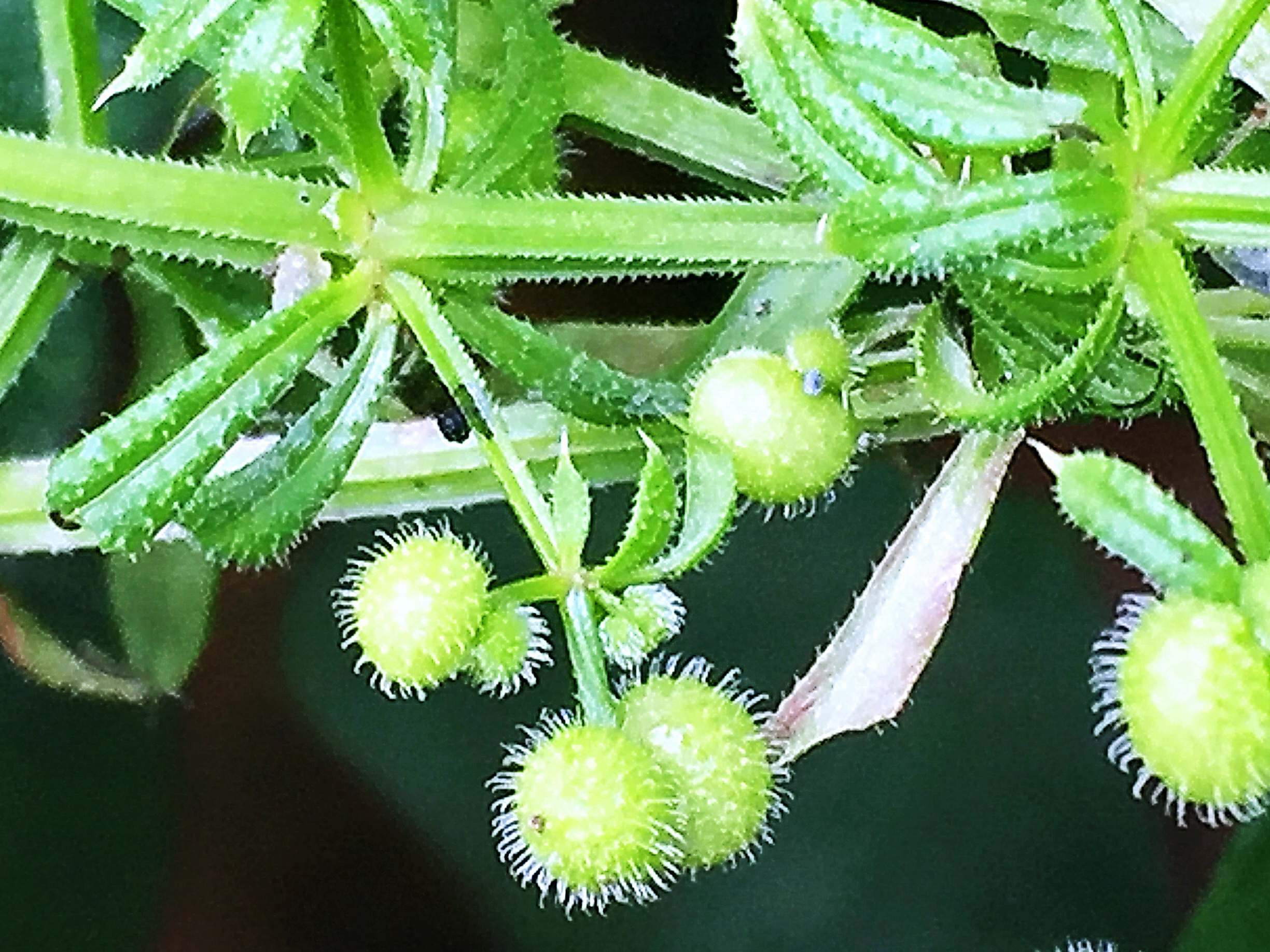 キク科 コセンダングサ 小栴檀草 とひっつき虫たち 奥行き１ｍの果樹園