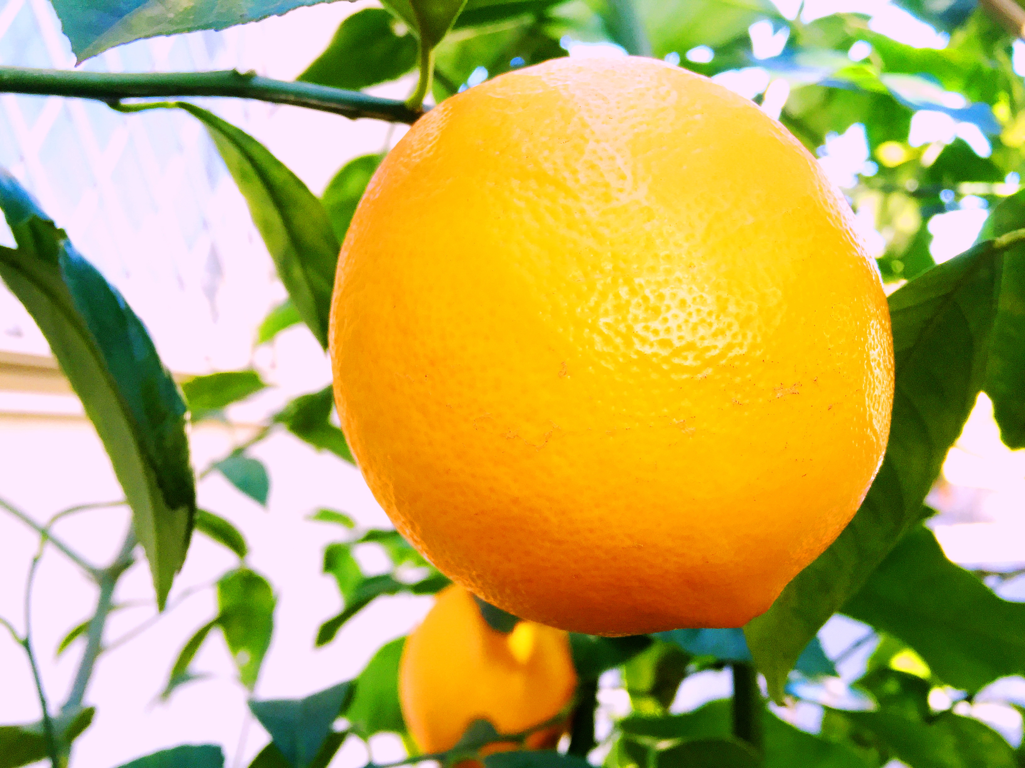 花芽が膨らんで春近し サクランボや 奥行き１ｍの果樹園