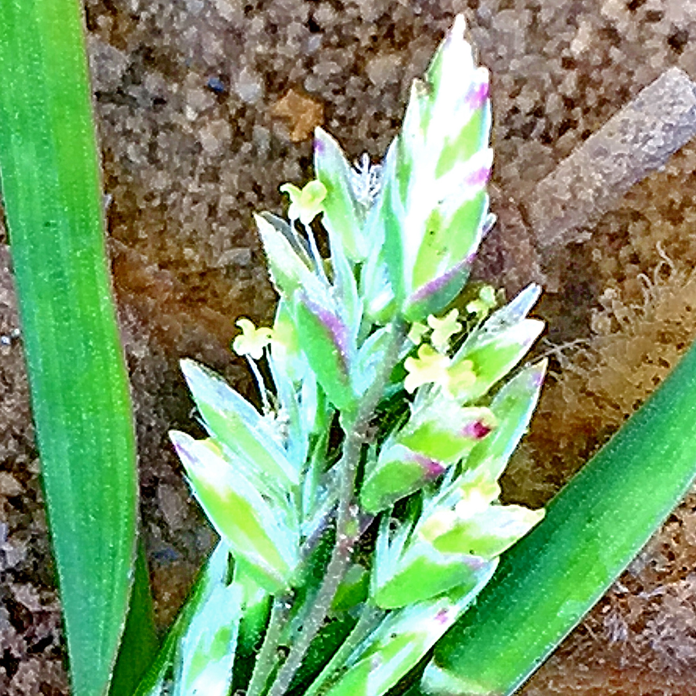 花粉症の原因植物 奥行き１ｍの果樹園