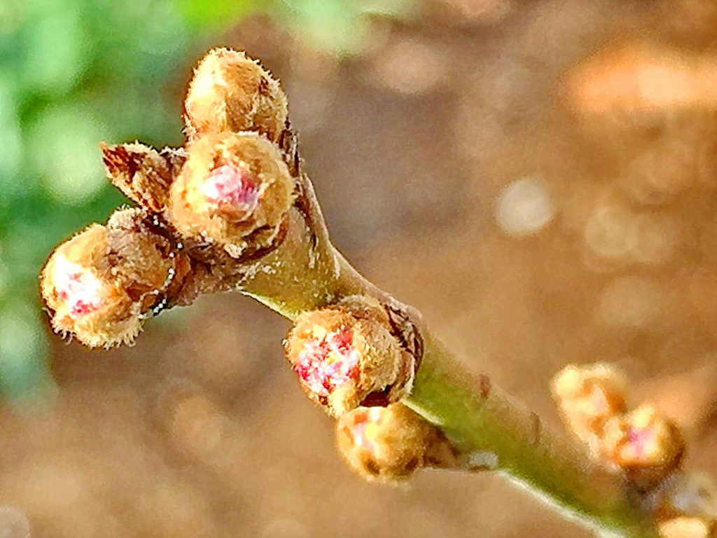 モモ（白鳳）の花芽