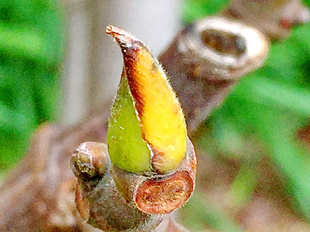イチジク（蓬莱柿）の芽