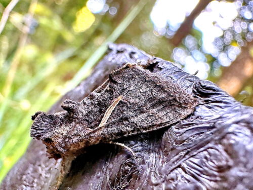 エゾギクキンウワバ