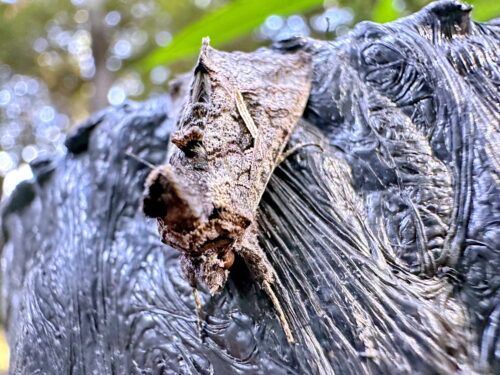 エゾギクキンウワバ