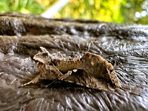 エゾギクキンウワバ