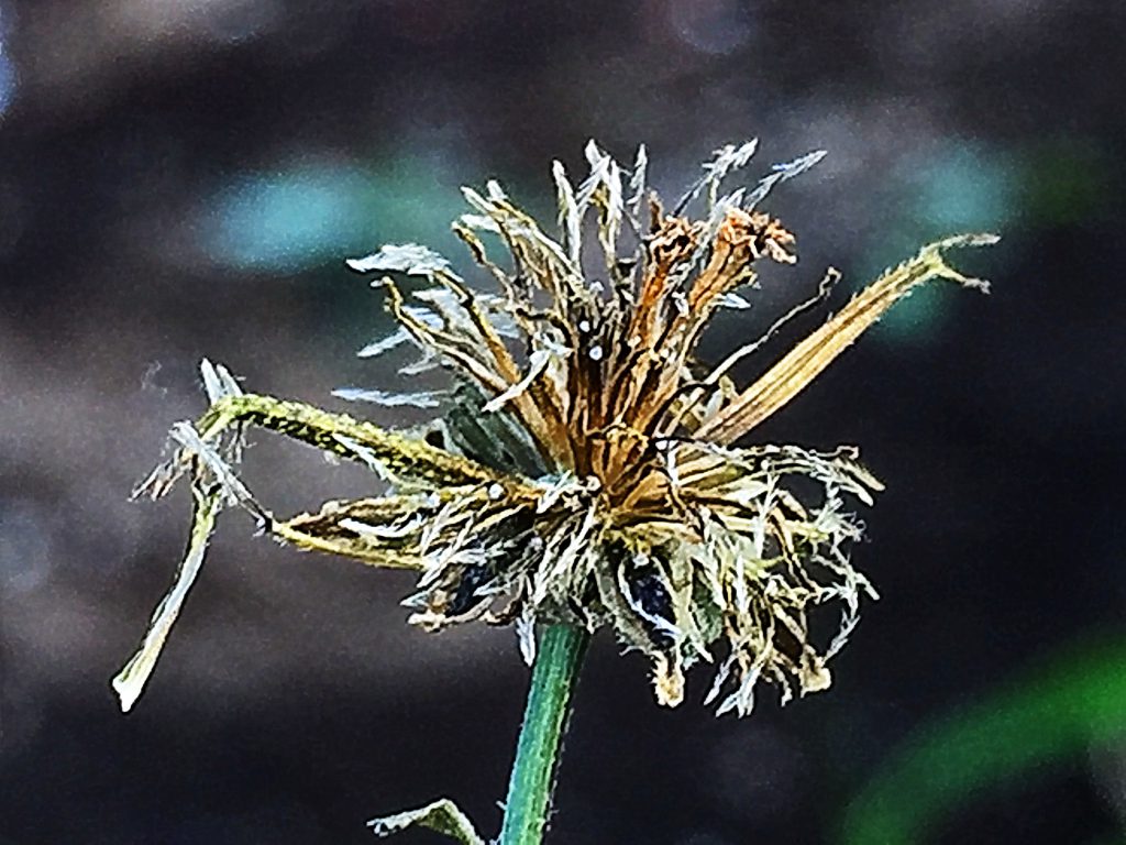 コセンダングサ（小栴檀草）逆さの刺のひっつき虫