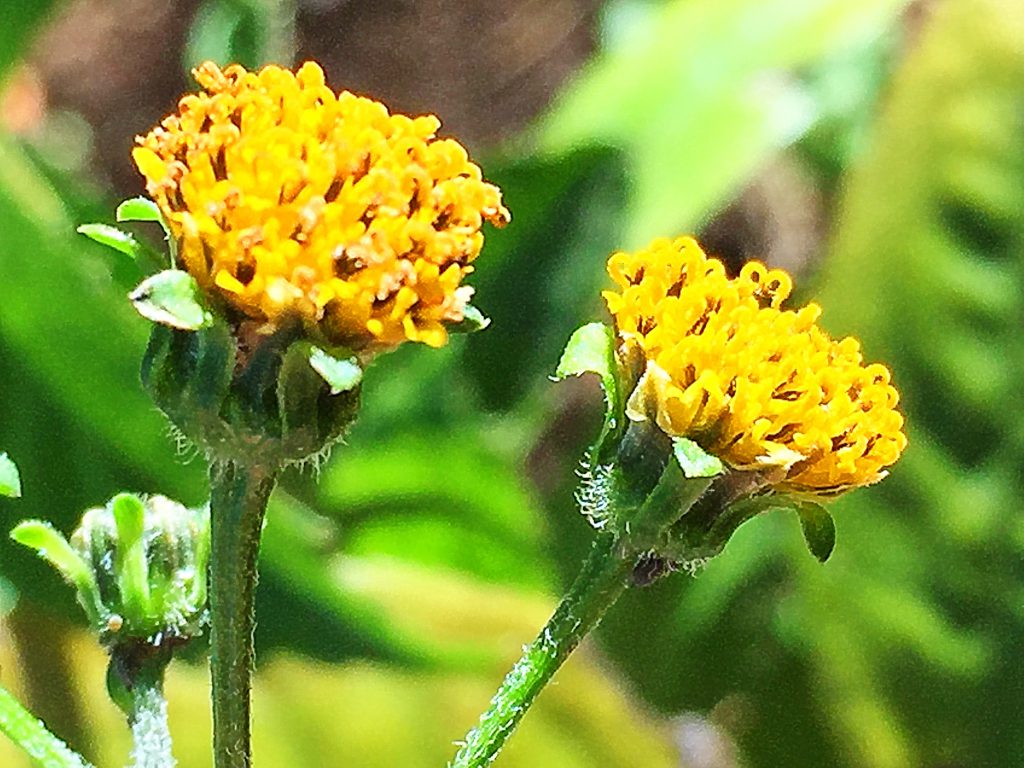 コセンダングサ（小栴檀草）の花