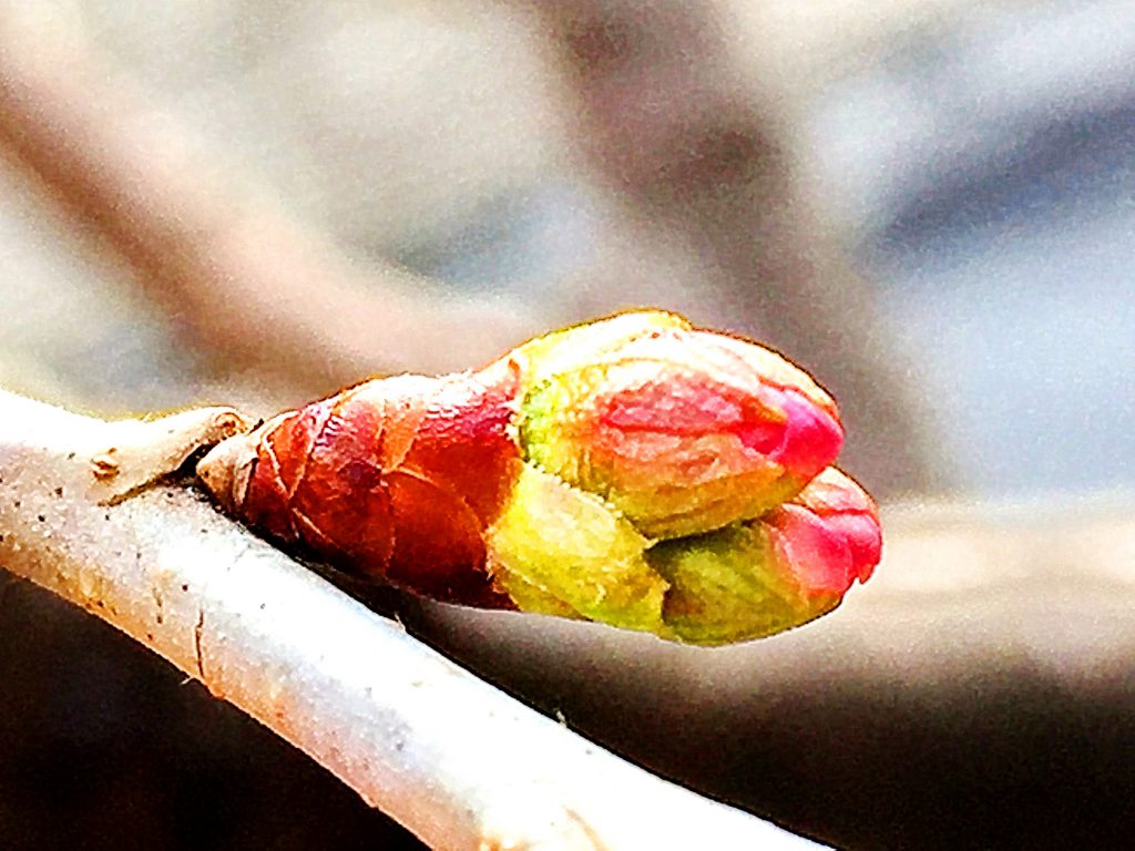 サクランボの花芽