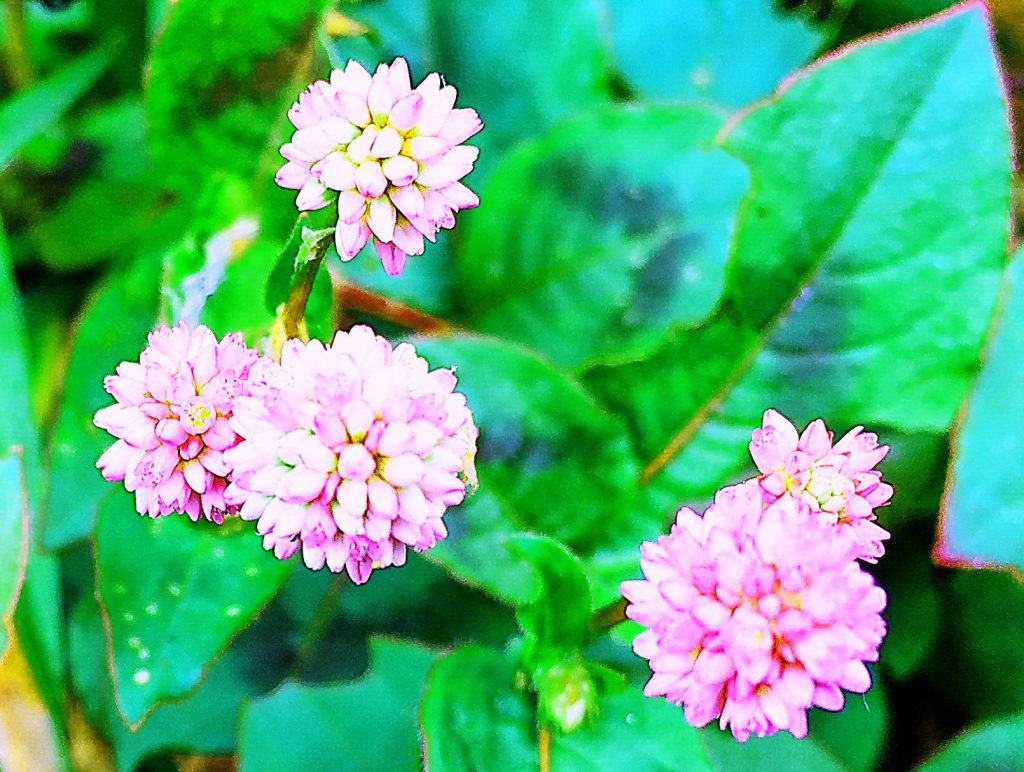 ヒメツルソバは花柄の先にピンク色の小花が球形に集まった１cmほどの花を次々と付けます。