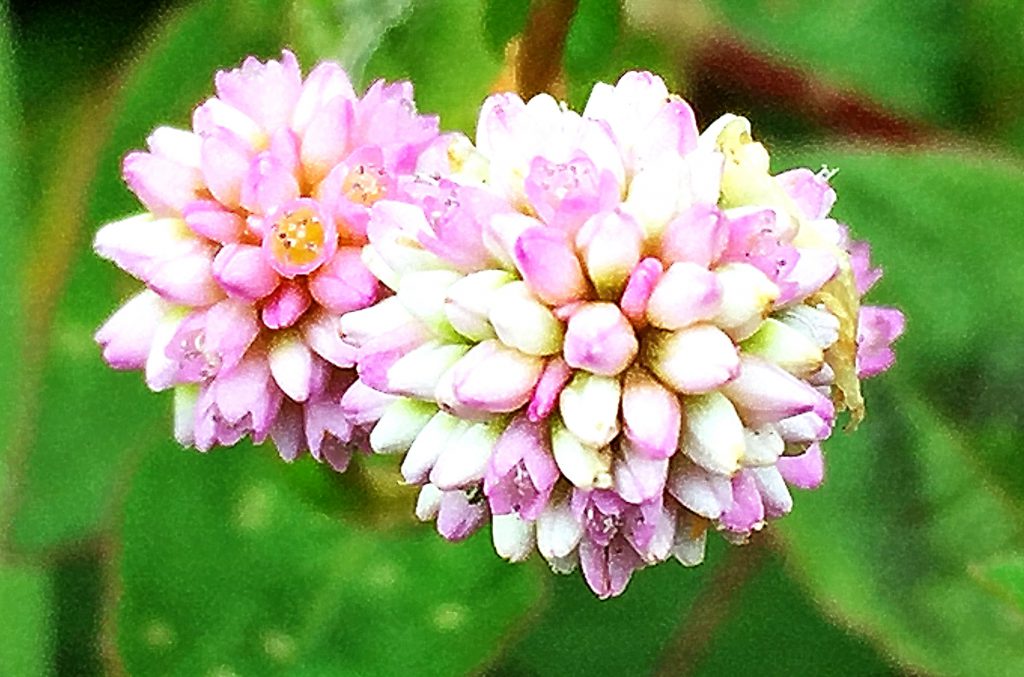 ヒメツルソバの花弁に見えるのは花被（蕚）、長く花が咲いているように見えます