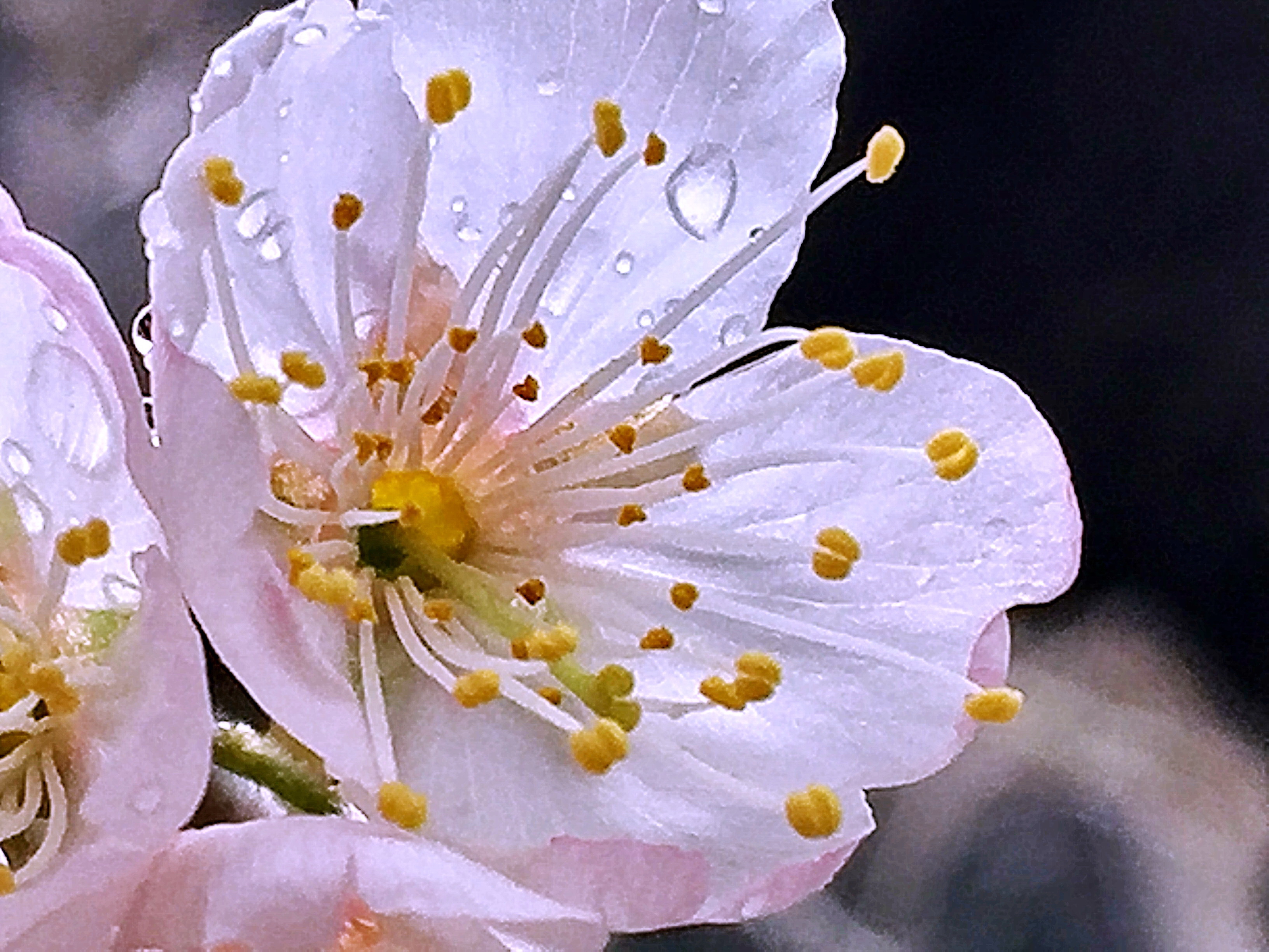 バラ科 サクランボの花にメジロも大喜び 奥行き１ｍの果樹園