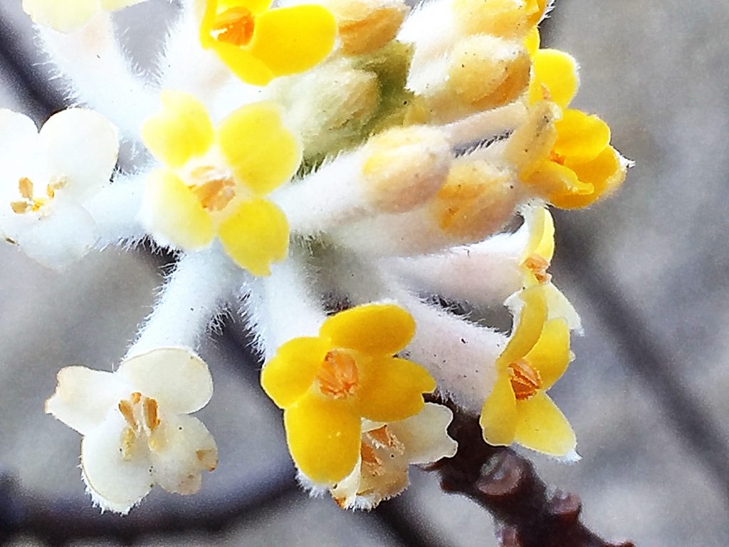 ふわふわと外側が白色、内側が鮮やかな黄色の春を呼ぶ花、ミツマタ