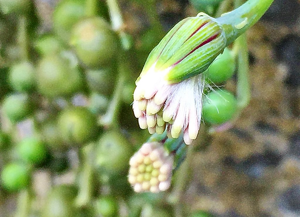 葉腋から「し」の字型に伸びた５cmほどの花茎の先に付いたグリーンネックレスの花