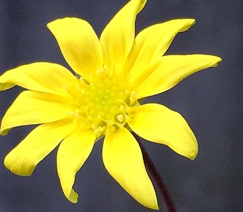 ルビーネックレスの花は長い花柄の先に付くキク科らしい黄色い花がゆらゆらと