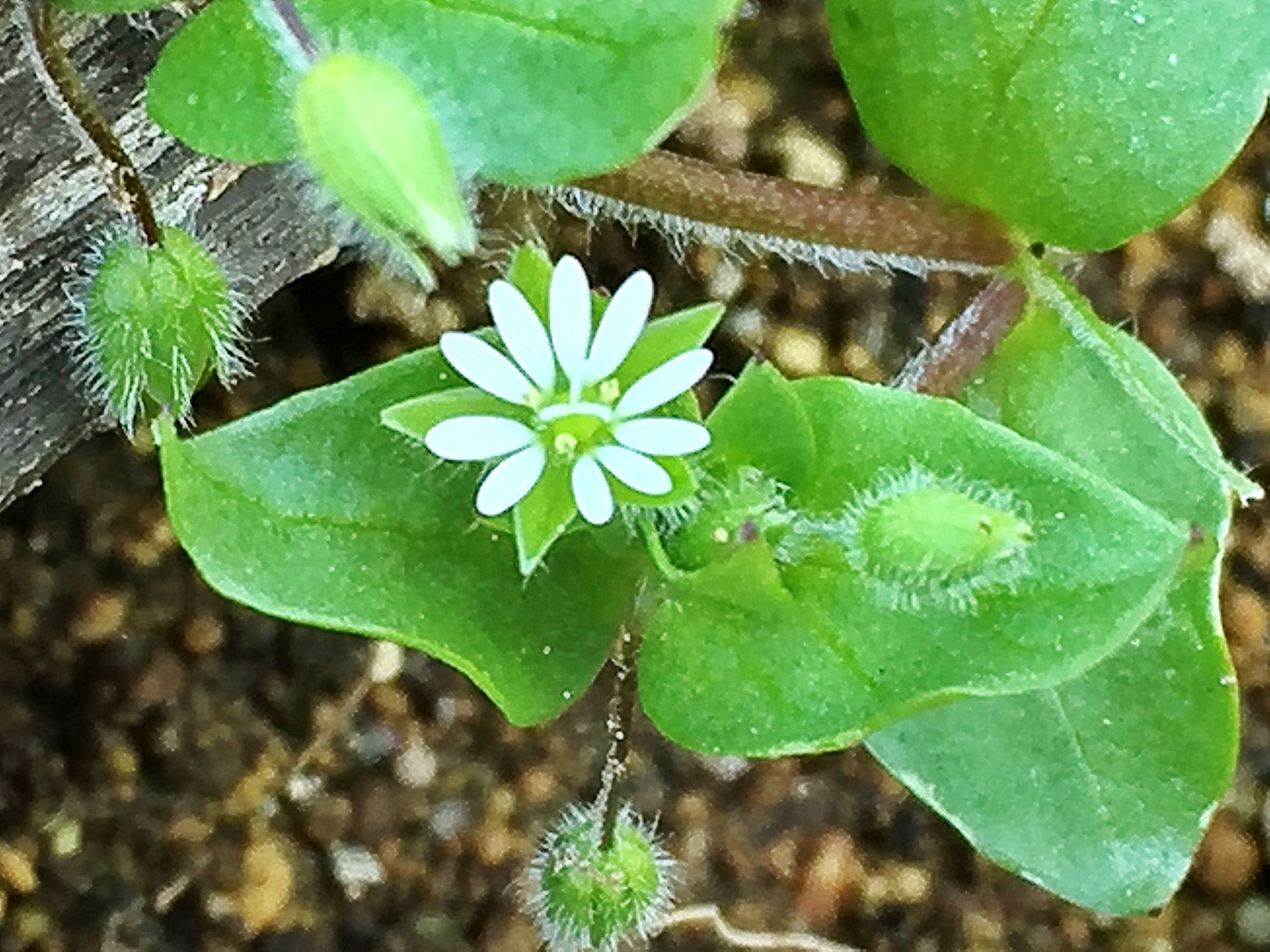 ナデシコ科 コハコベ 小繁縷 とミドリハコベ 緑繁縷 奥行き１ｍの果樹園
