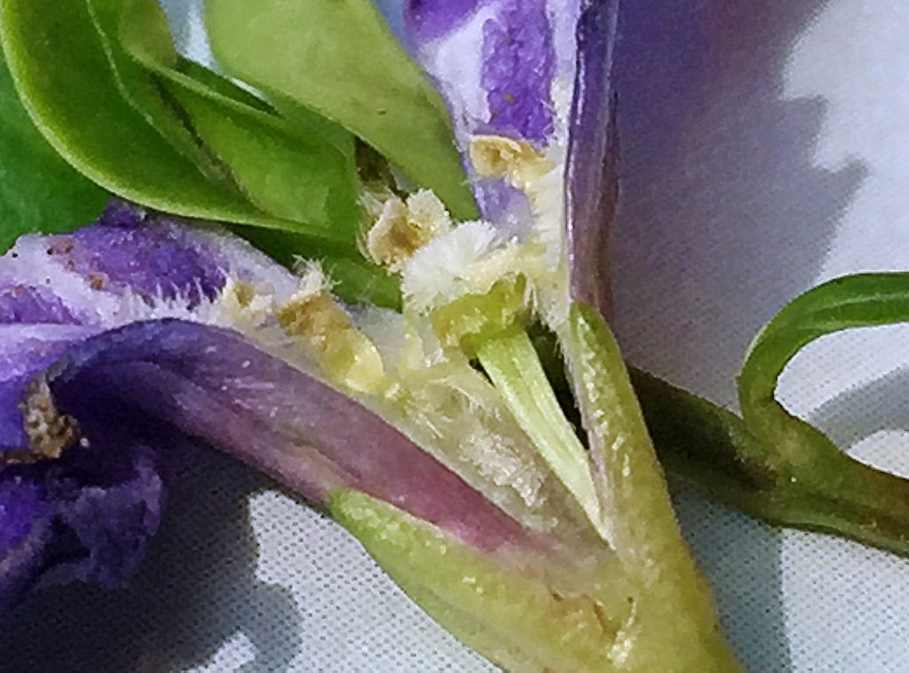 ヒメツルニチニチソウ（ビンカミノール）の毛だらけの花の中