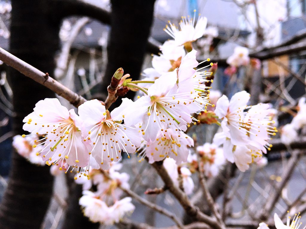 サクランボ（暖地桜桃）の花