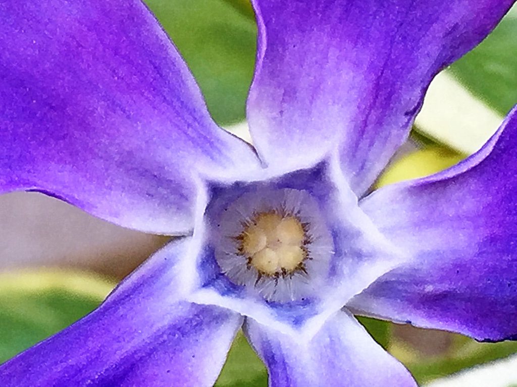 ツルニチニチソウ(ビンカマジョール）の花
