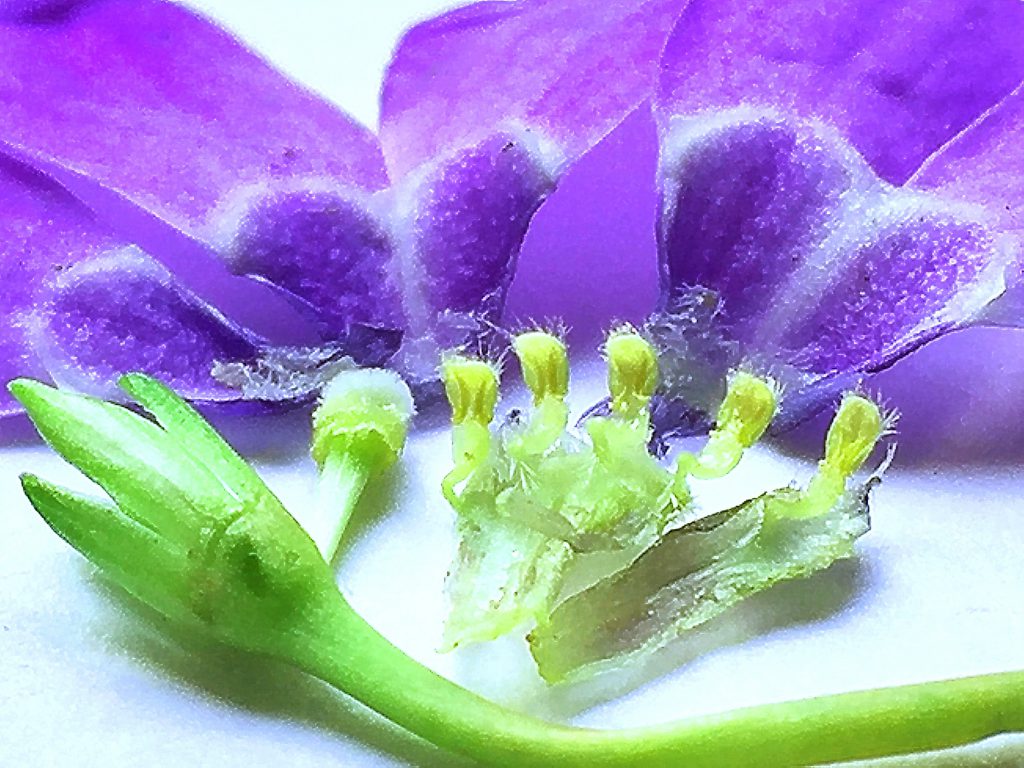 ヒメツルニチニチソウ（ビンカミノール）の花の構造