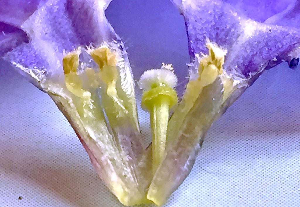 ヒメツルニチニチソウ（ビンカミノール）の花の中