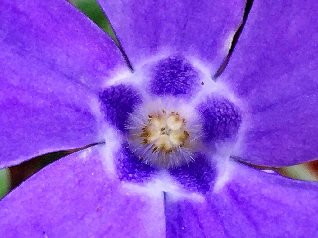 ヒメツルニチニチソウ（ビンカミノール）の花