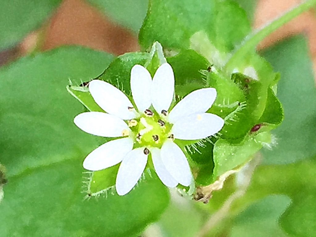 ミドリハコベ（緑繁縷）、花弁は白色で５枚。深く２裂している。花柱は３裂