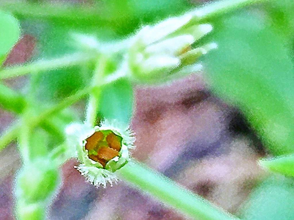 ミドリハコベ（緑繁縷）の尖った突起を持つ種子