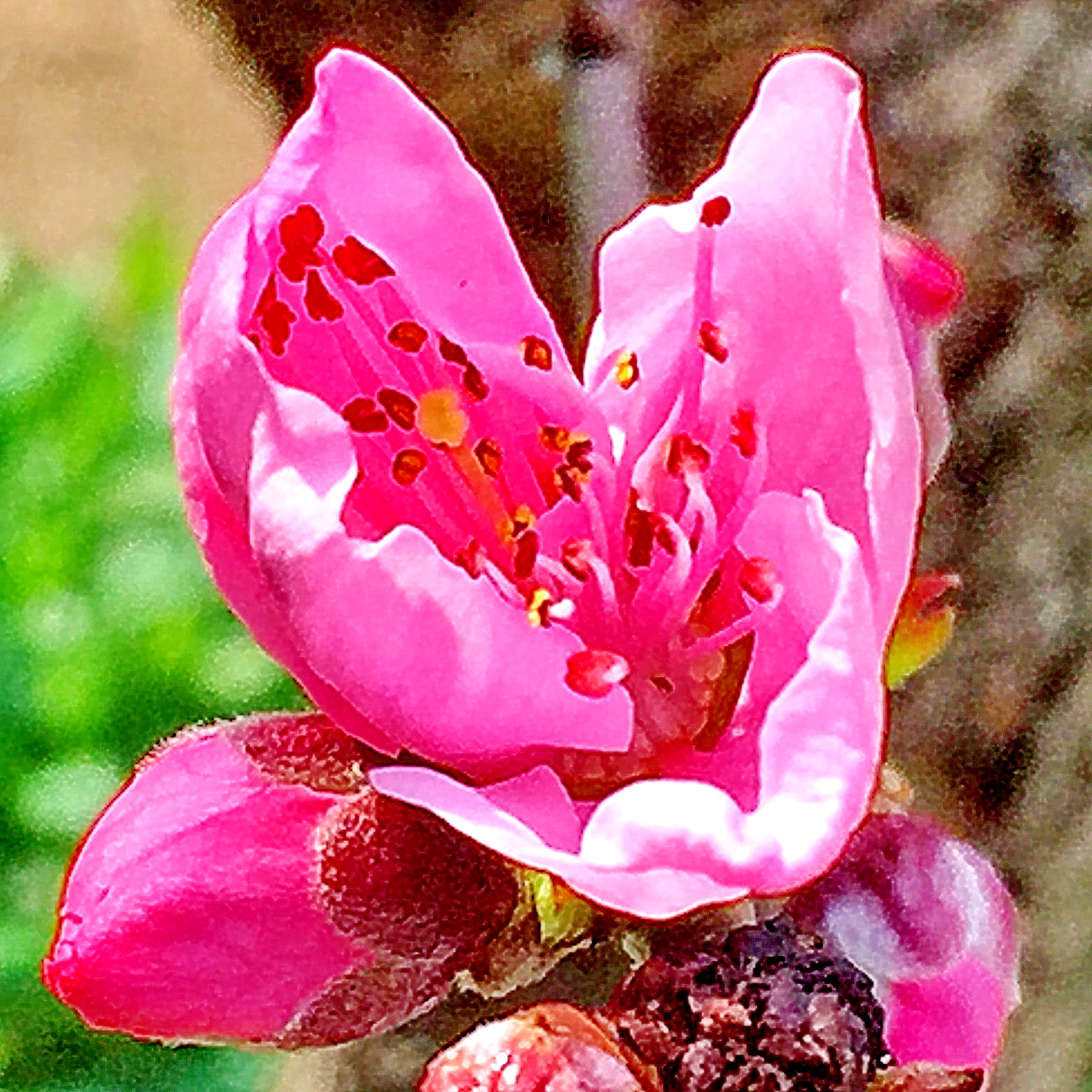 モモの花