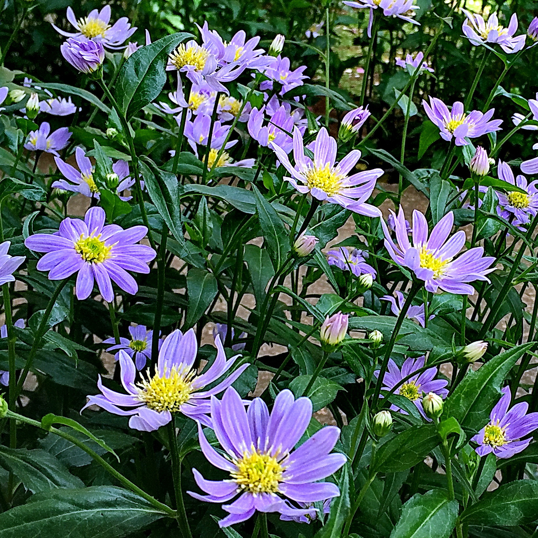 イネ科 エノコログサ 狗尾草 奥行き１ｍの果樹園