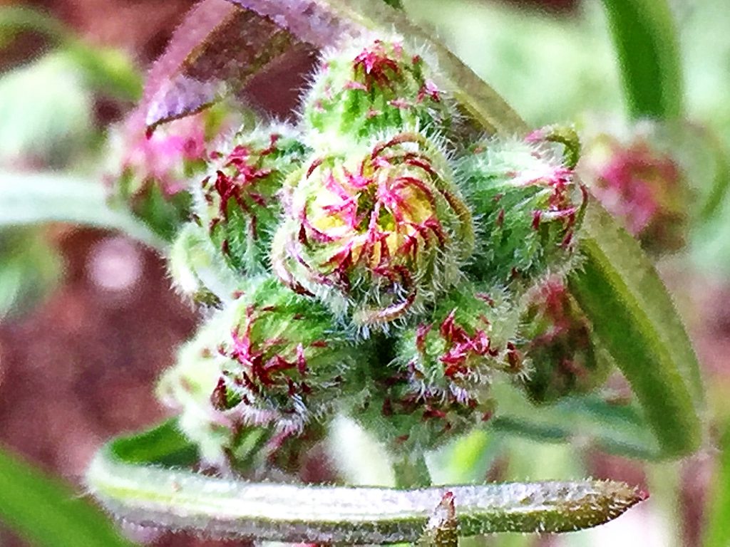 アレチノギク（荒地野菊）の花