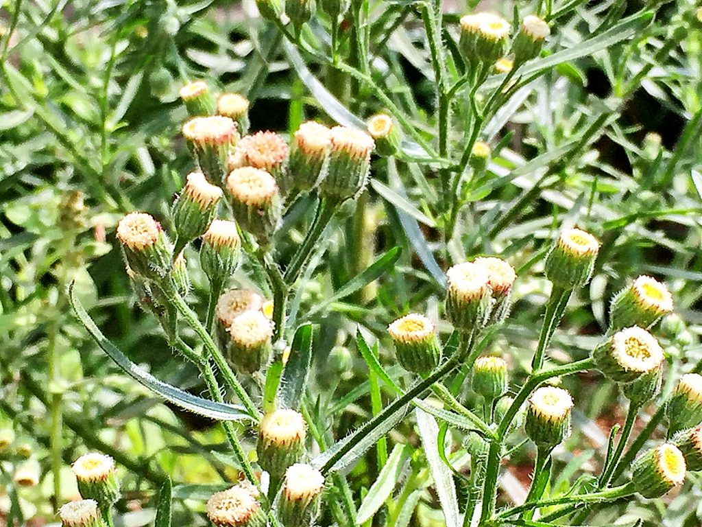 アレチノギク（荒地野菊）の花