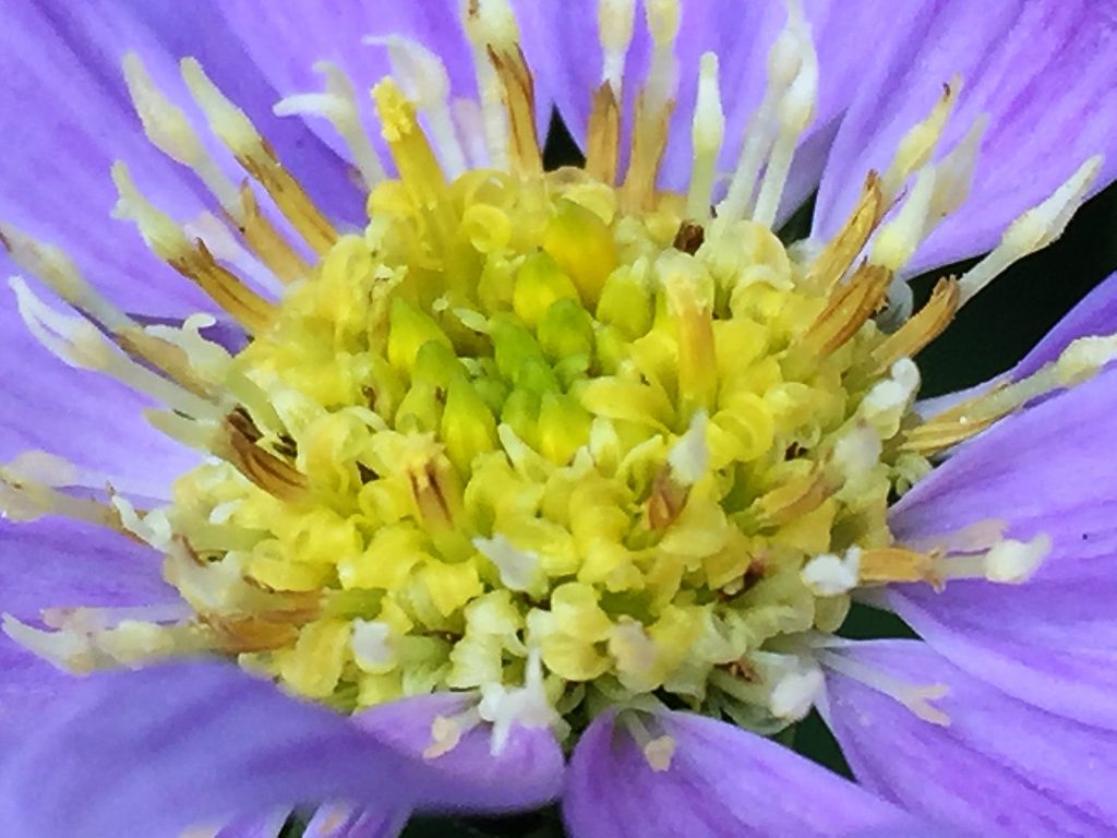 黄色い管状花の周りを舌状花が一列に並んでいるミヤコワスレ