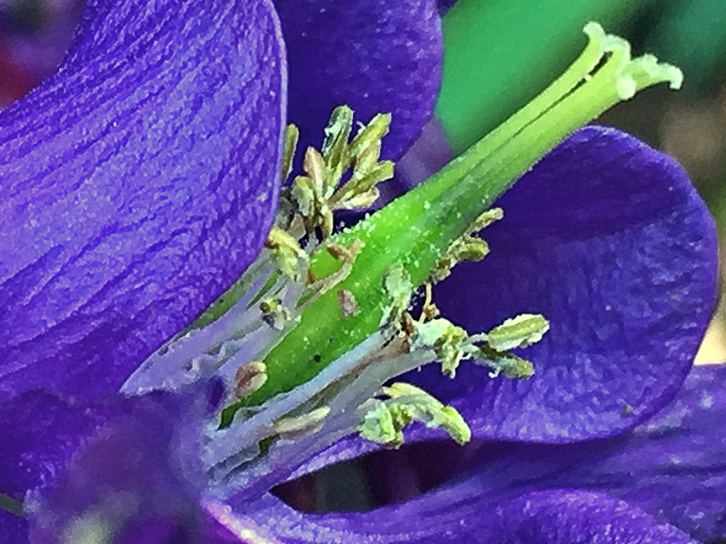 キンポウゲ科 セイヨウオダマキ 西洋苧環 奥行き１ｍの果樹園