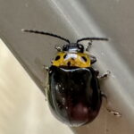 イチモンジハムシ