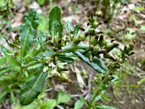 ウラジロチチコグサ