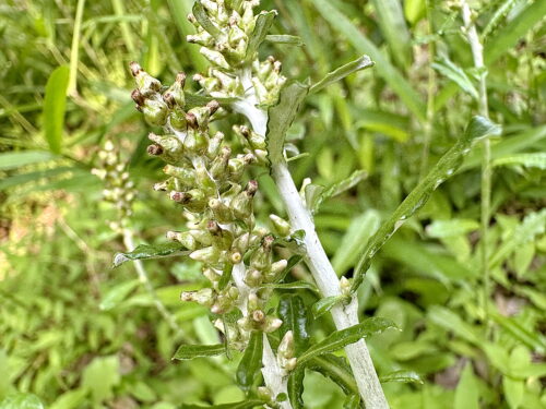 ウラジロチチコグサ