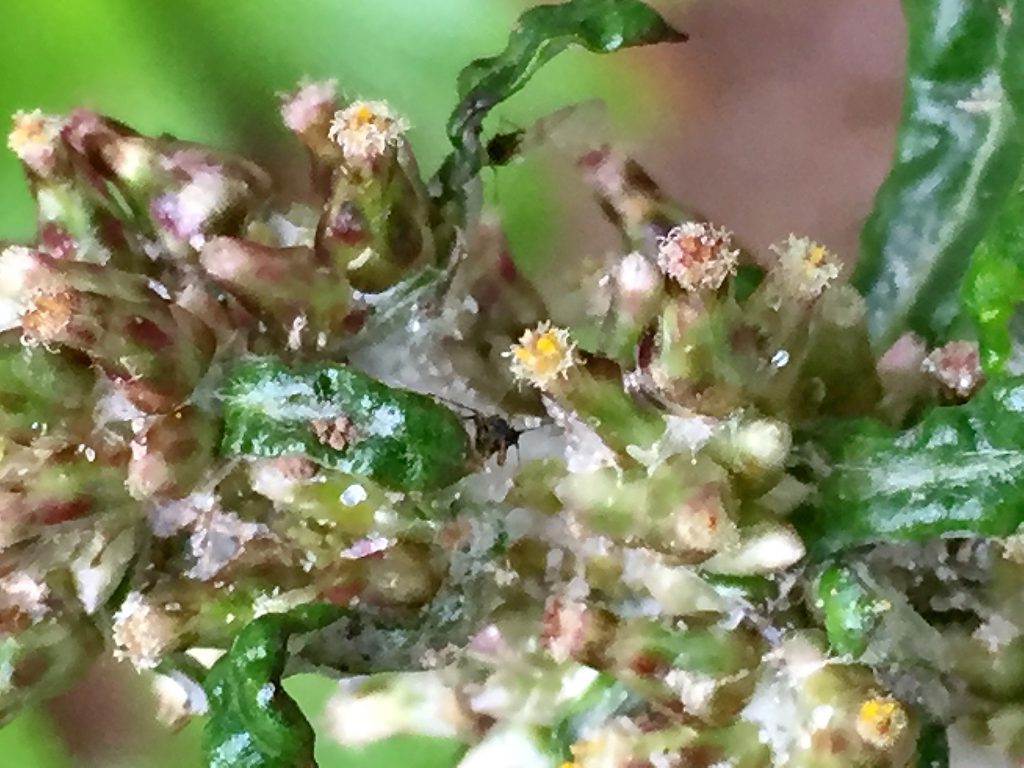 ウラジロチチコグサ（裏白父子草）、直径４mmのつぼ型の管状花