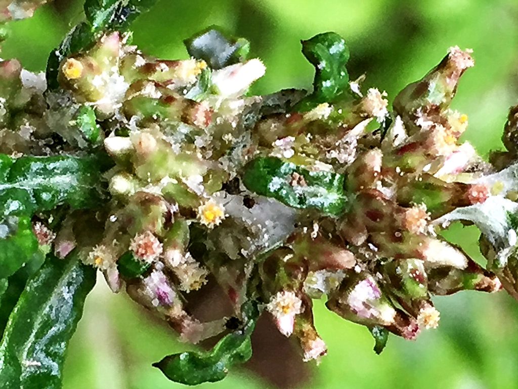 ウラジロチチコグサ（裏白父子草）数個の両性花とその周りに雌花を沢山つける