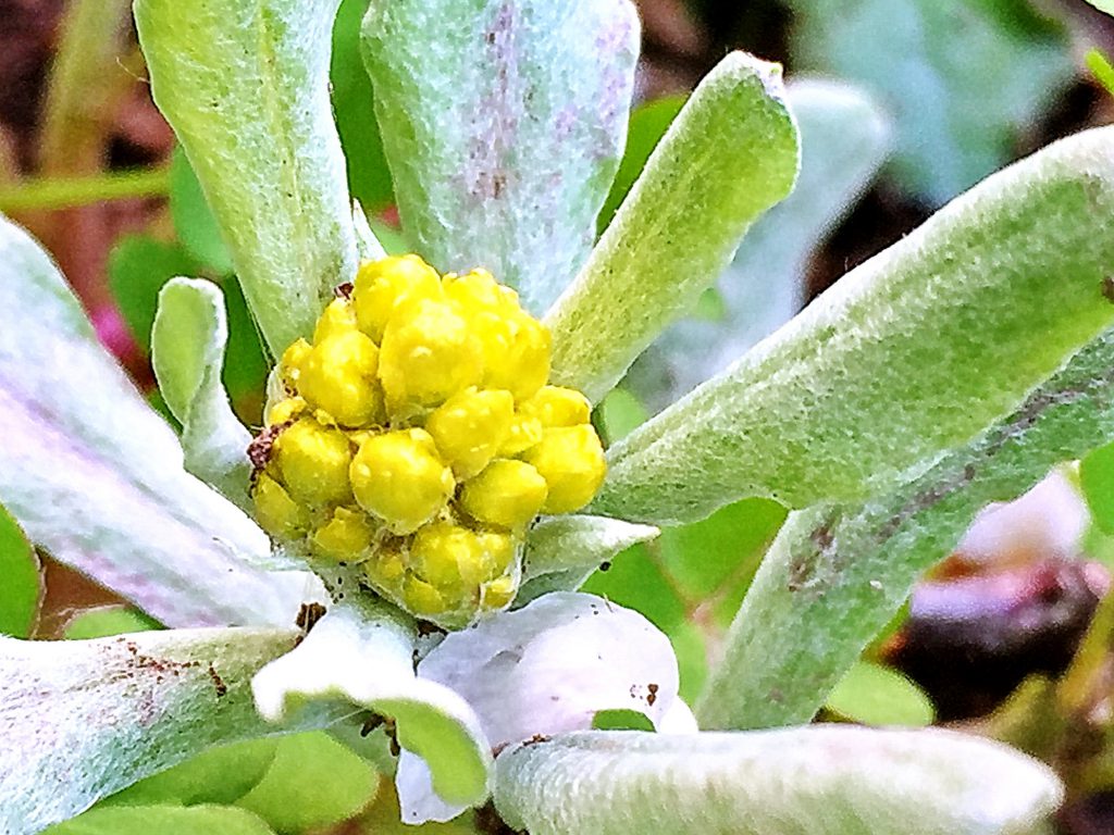 数本の茎が這うようにやがて立ち上がって先端に小さな花を沢山つけるハハコグサ