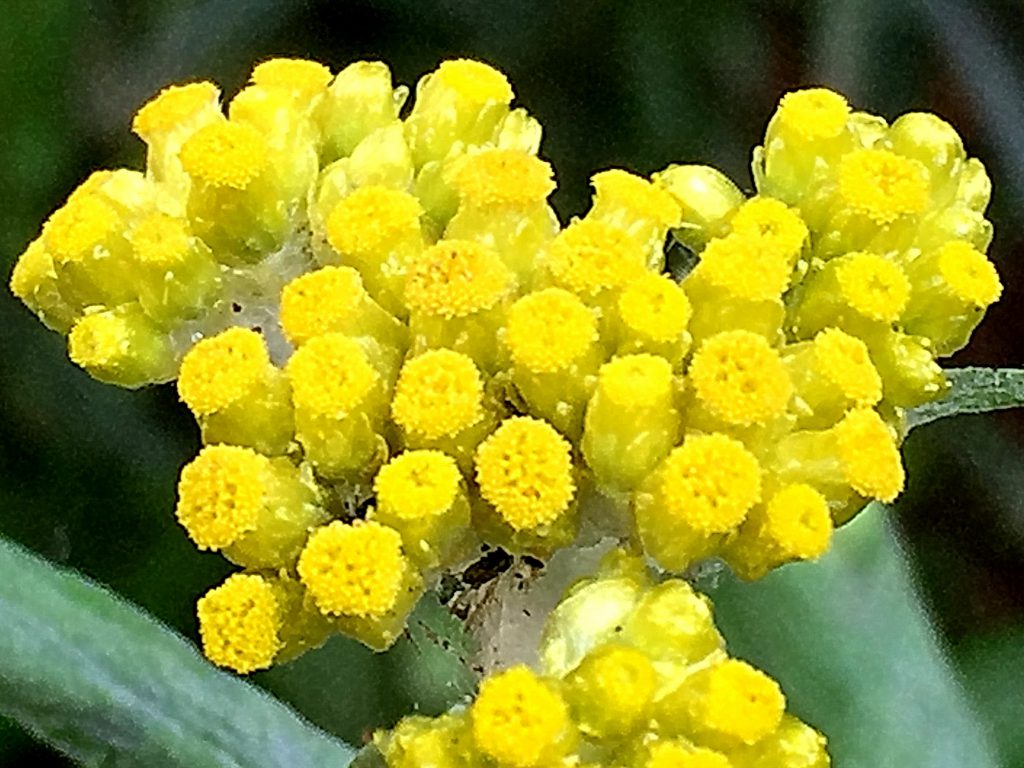 ハハコグサ（母子草）、数個の両性花の周りに雌花を付けます。
