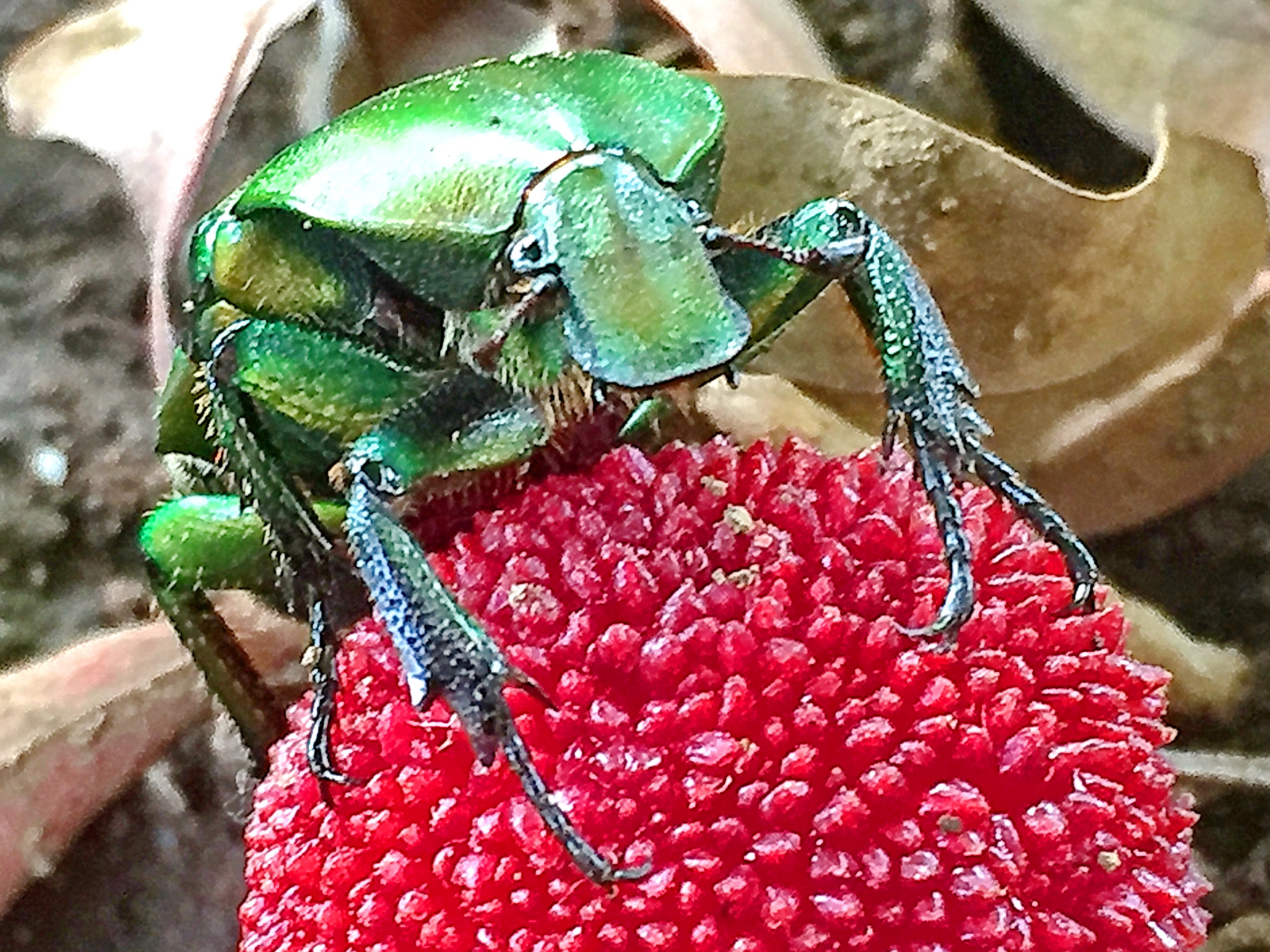 カナブン 金蚊 奥行き１ｍの果樹園