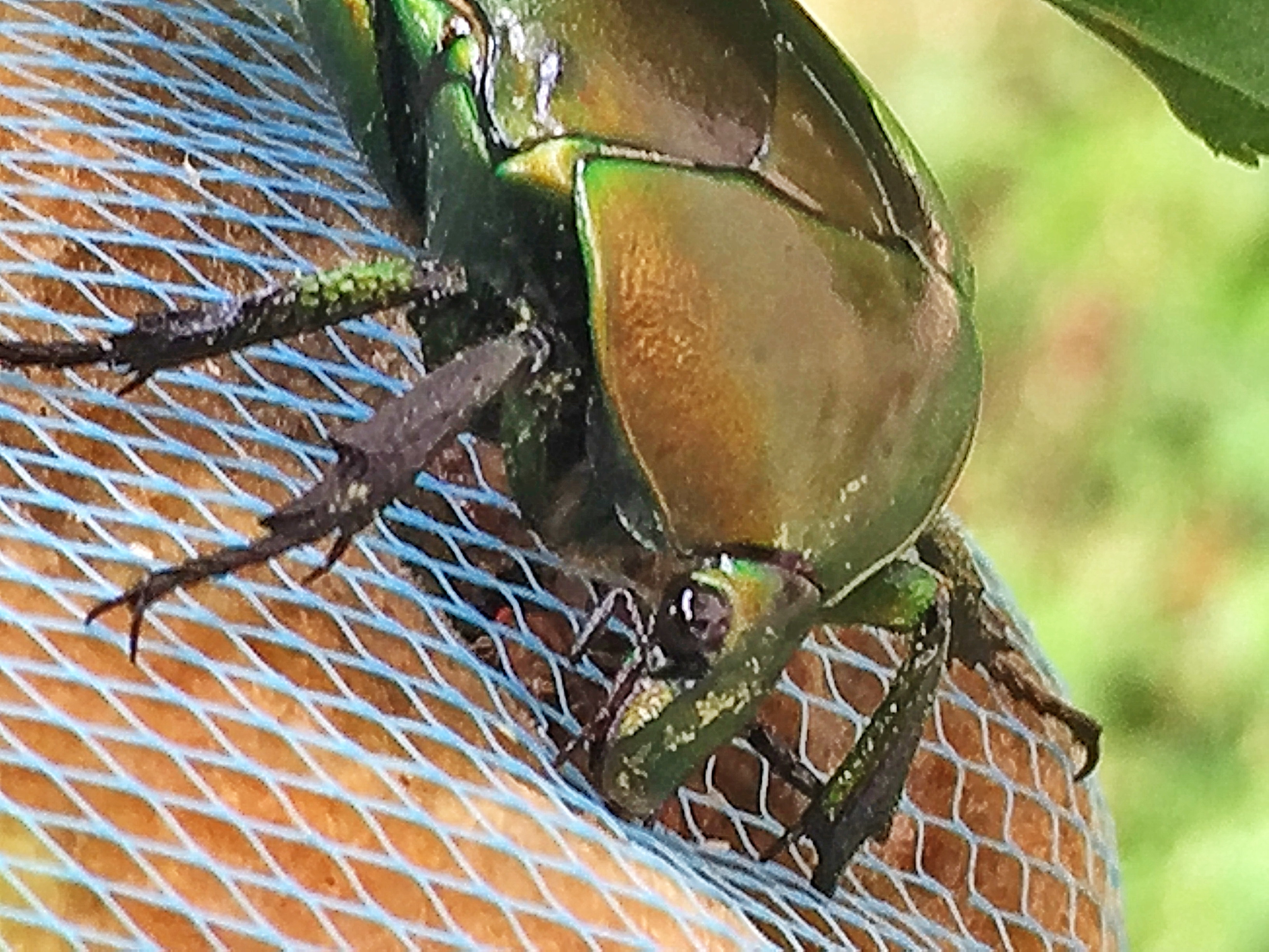 カナブン 金蚊 奥行き１ｍの果樹園