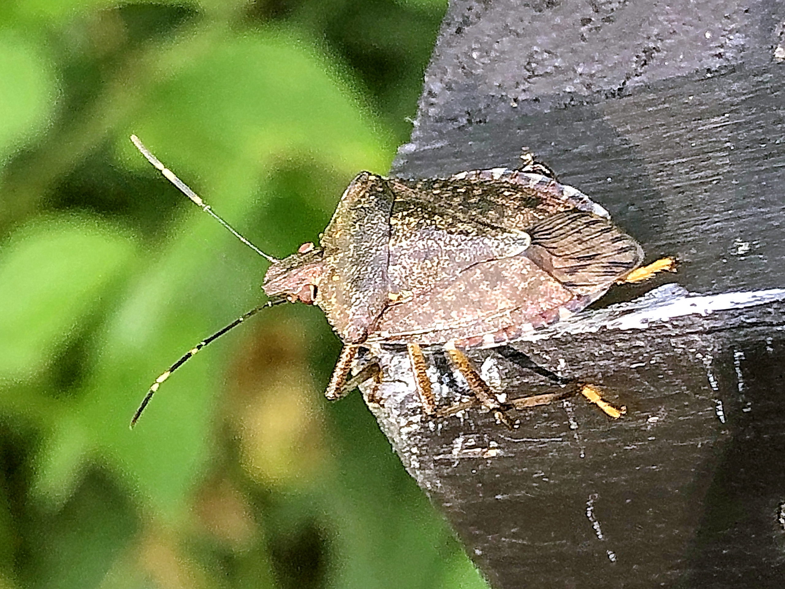 クサギカメムシとクサギ 奥行き１ｍの果樹園