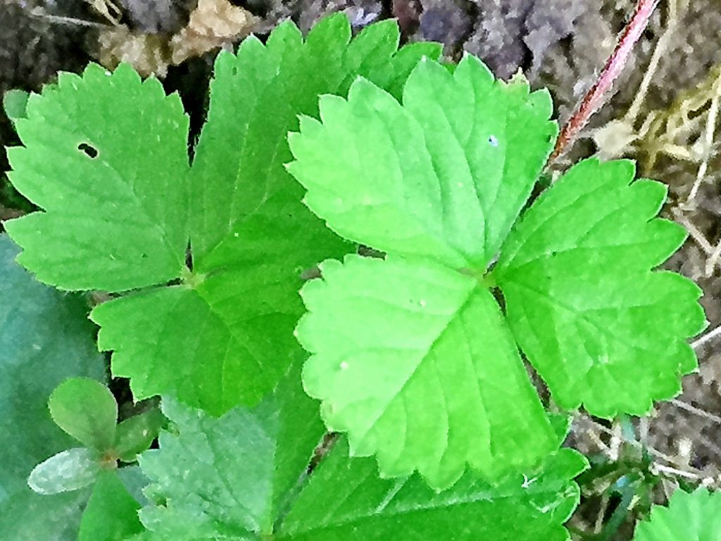 ヘビイチゴの淡緑色で艶はなく浅い鋸歯があり長い葉柄がある３出複葉