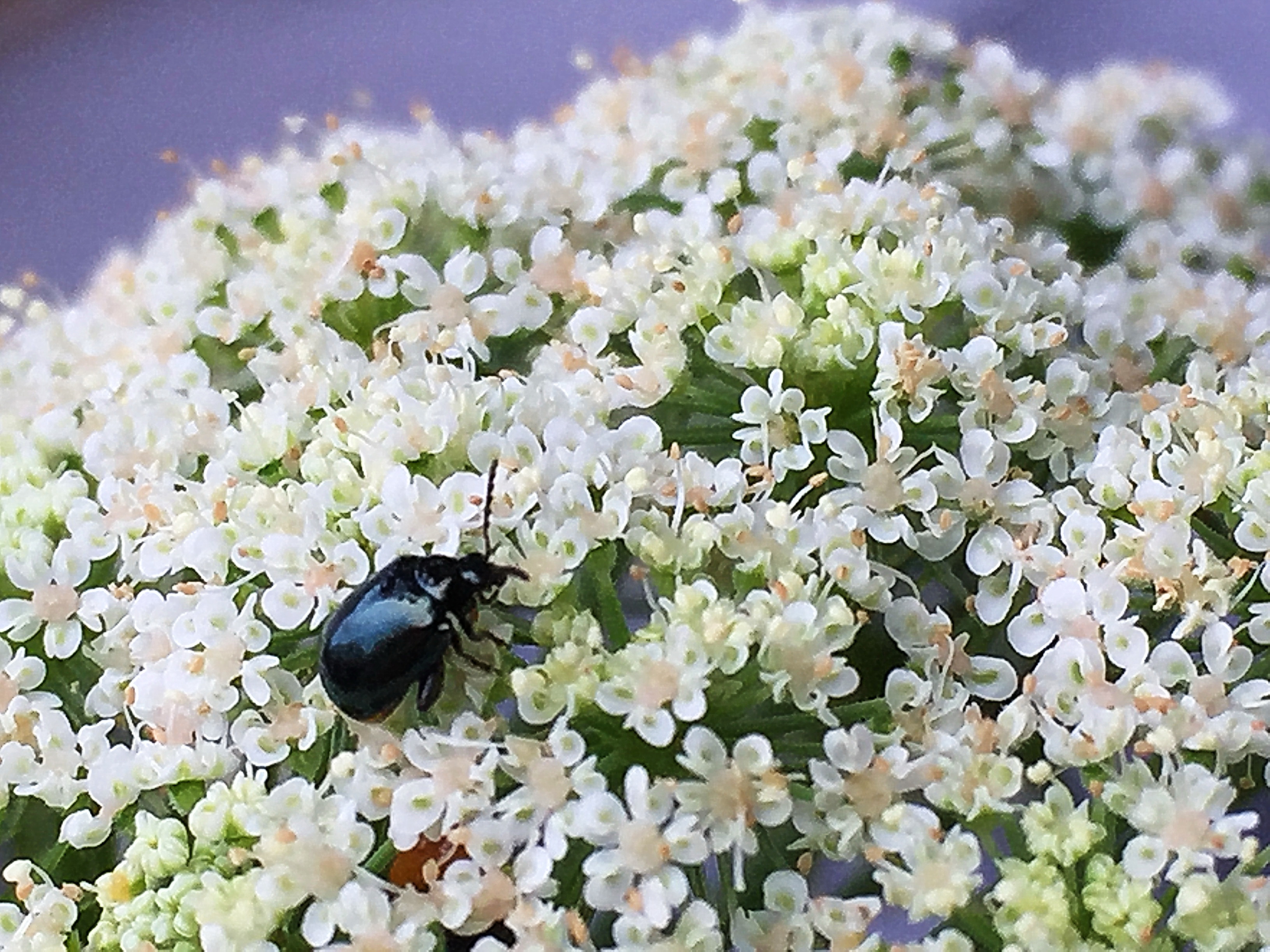 セリ科 ニンジンの花 奥行き1mの果樹園 セリ科 ニンジンの花 奥行き1mの果樹園