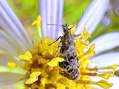 ゴボウハマキモドキ