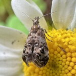 ゴボウハマキモドキ