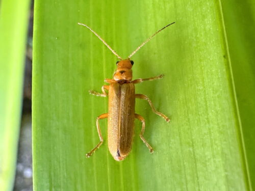 セボシジョウカイ