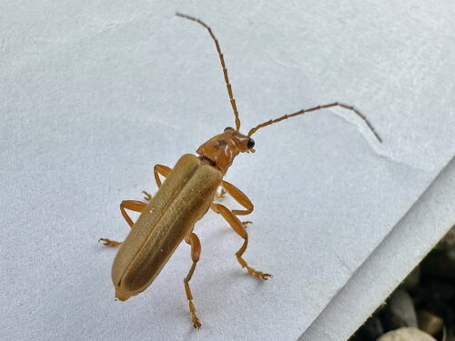 セボシジョウカイ