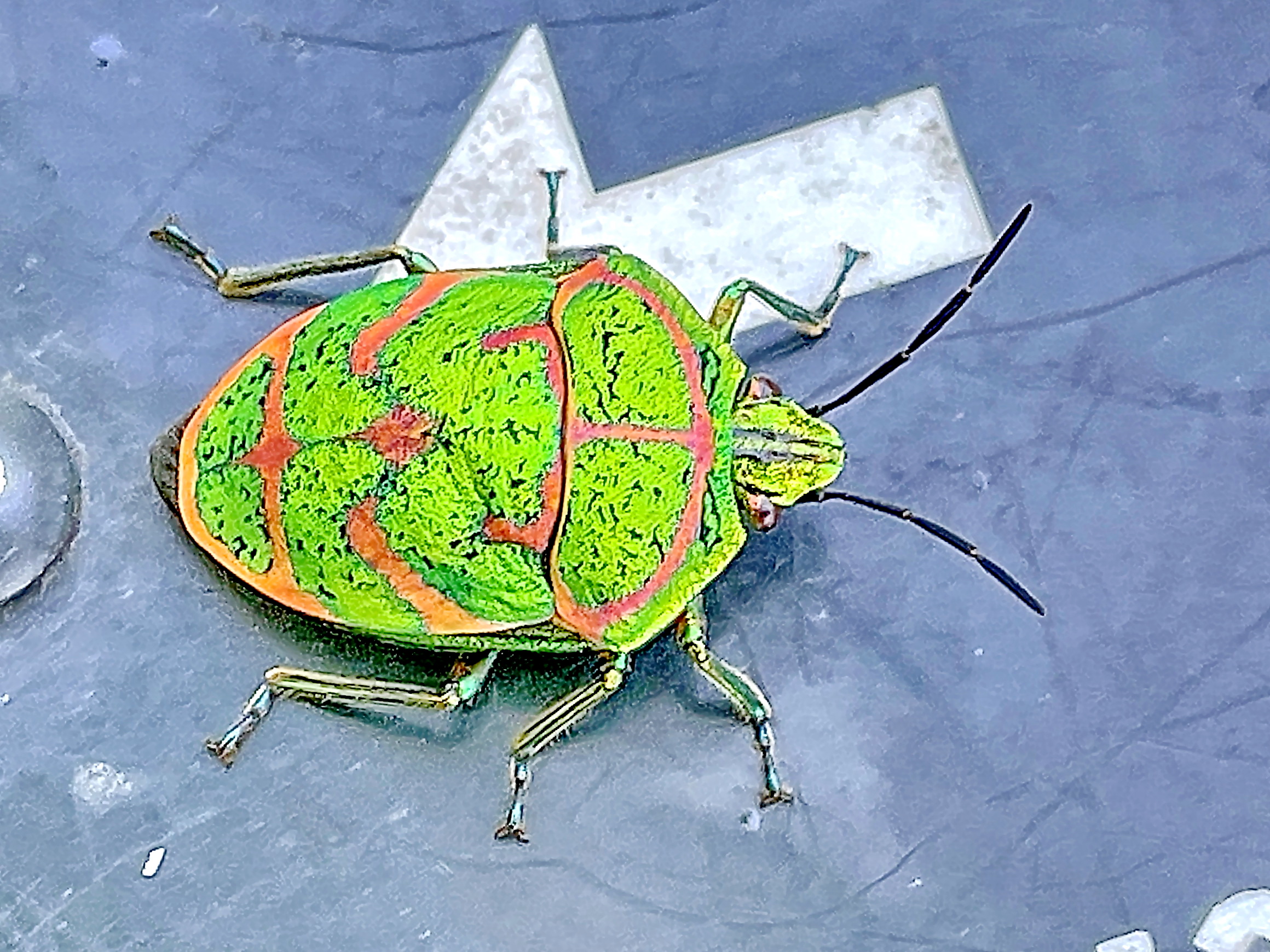 アカスジキンカメムシ 赤条金亀虫 奥行き１ｍの果樹園